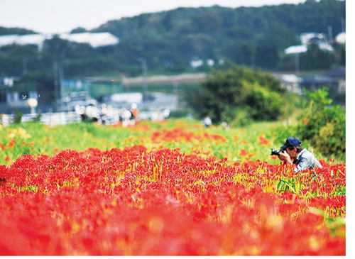 見ごろを迎えた彼岸花の様うす＝提供