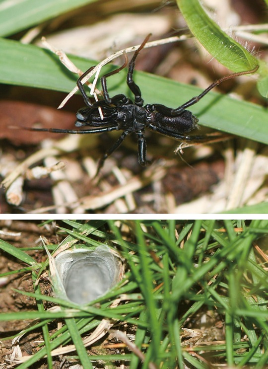 発見されたワスレナグモ（上）とその巣＝岸一弘さん提供