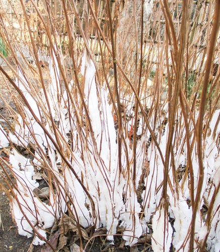 シモバシラにできた霜柱＝写真は昨年、同園提供