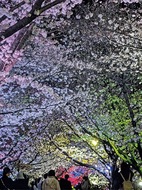 さむかわ桜まつり