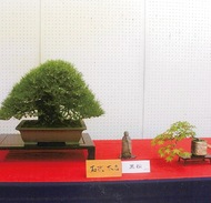 春の盆栽展示会