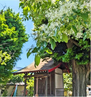 音と体験の｢縄文フェス｣