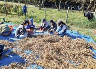 種まきから、味噌づくりまで