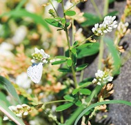 絶滅危惧｢イヌハギ｣見頃