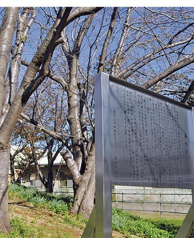 茅ヶ崎の轍（わだち）