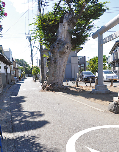 茅ヶ崎の轍（わだち）