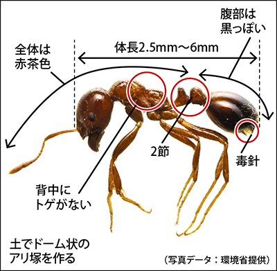 ヒアリにご注意 「見つけても触らないで」 | 茅ヶ崎・寒川 | タウンニュース