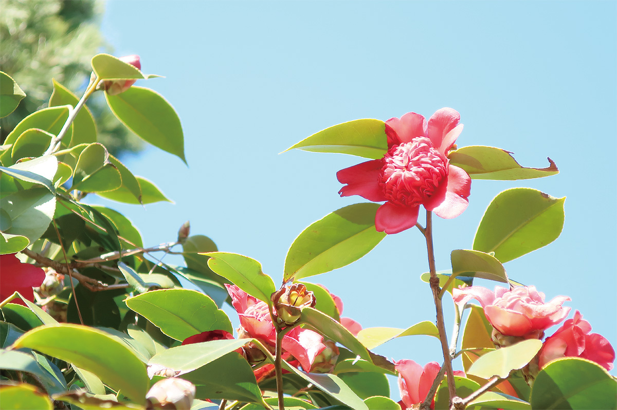 密かに艶やかに (写真1)