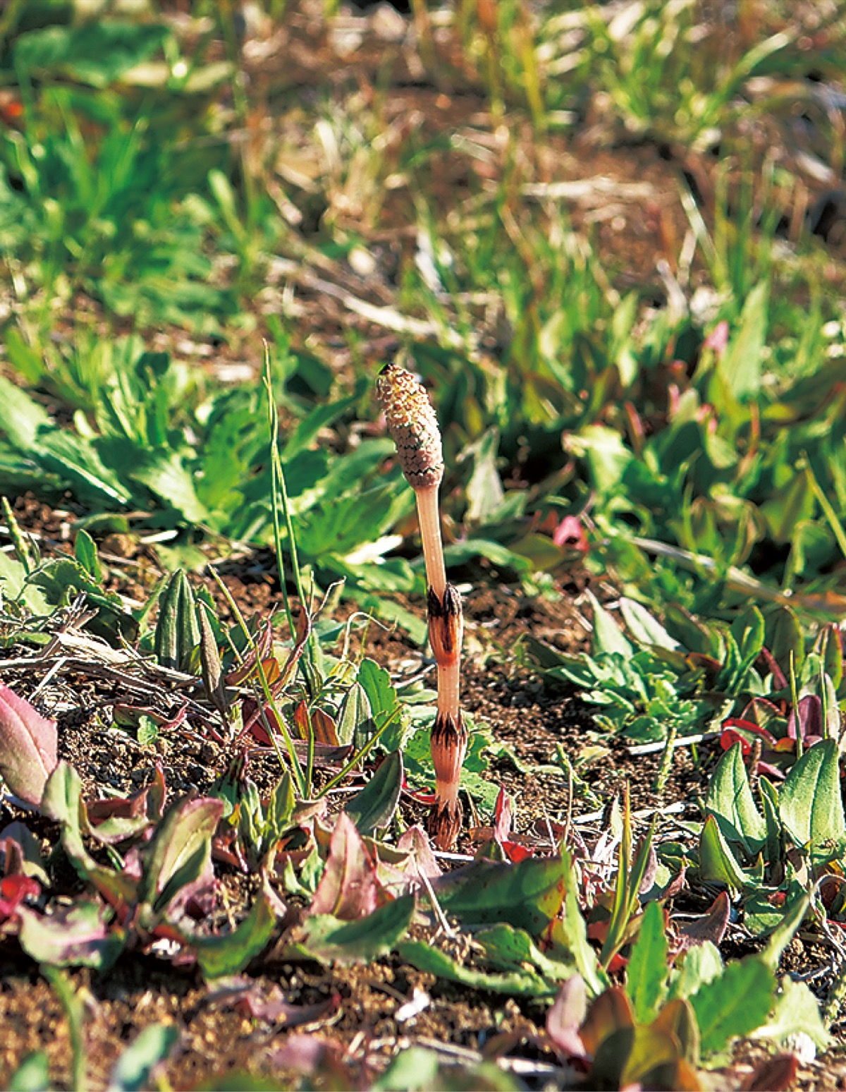 小さい春見つけた