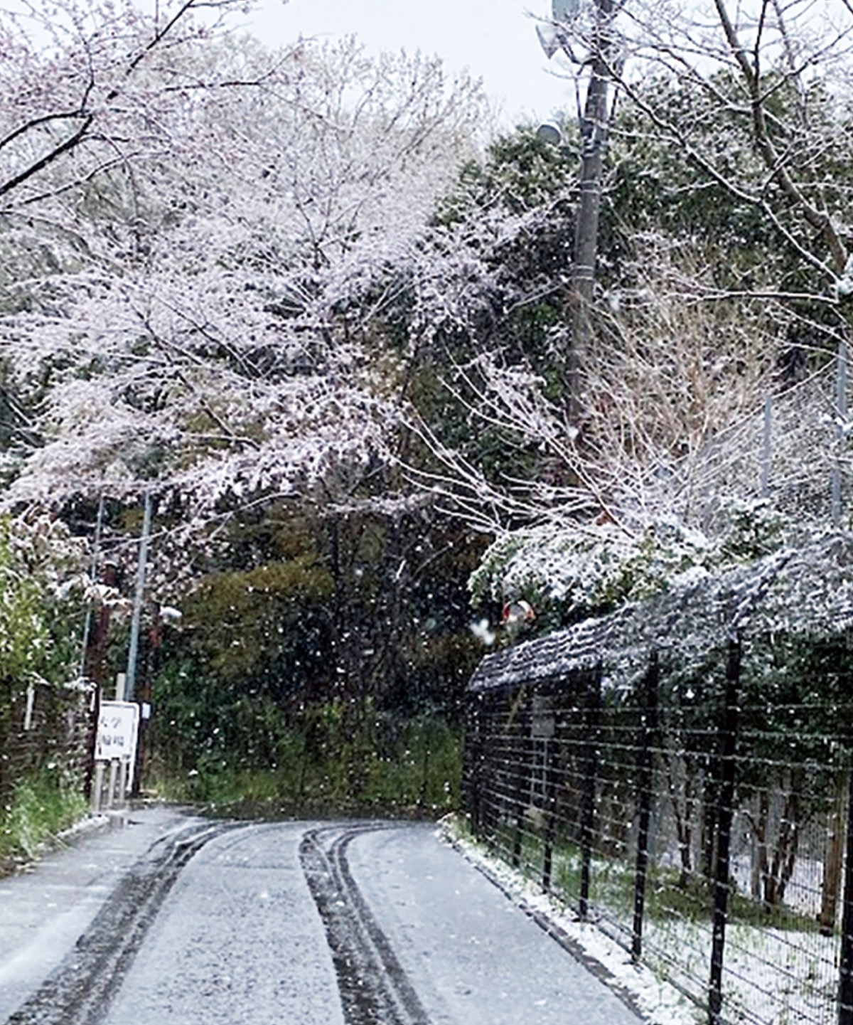 満開の桜も雪化粧
