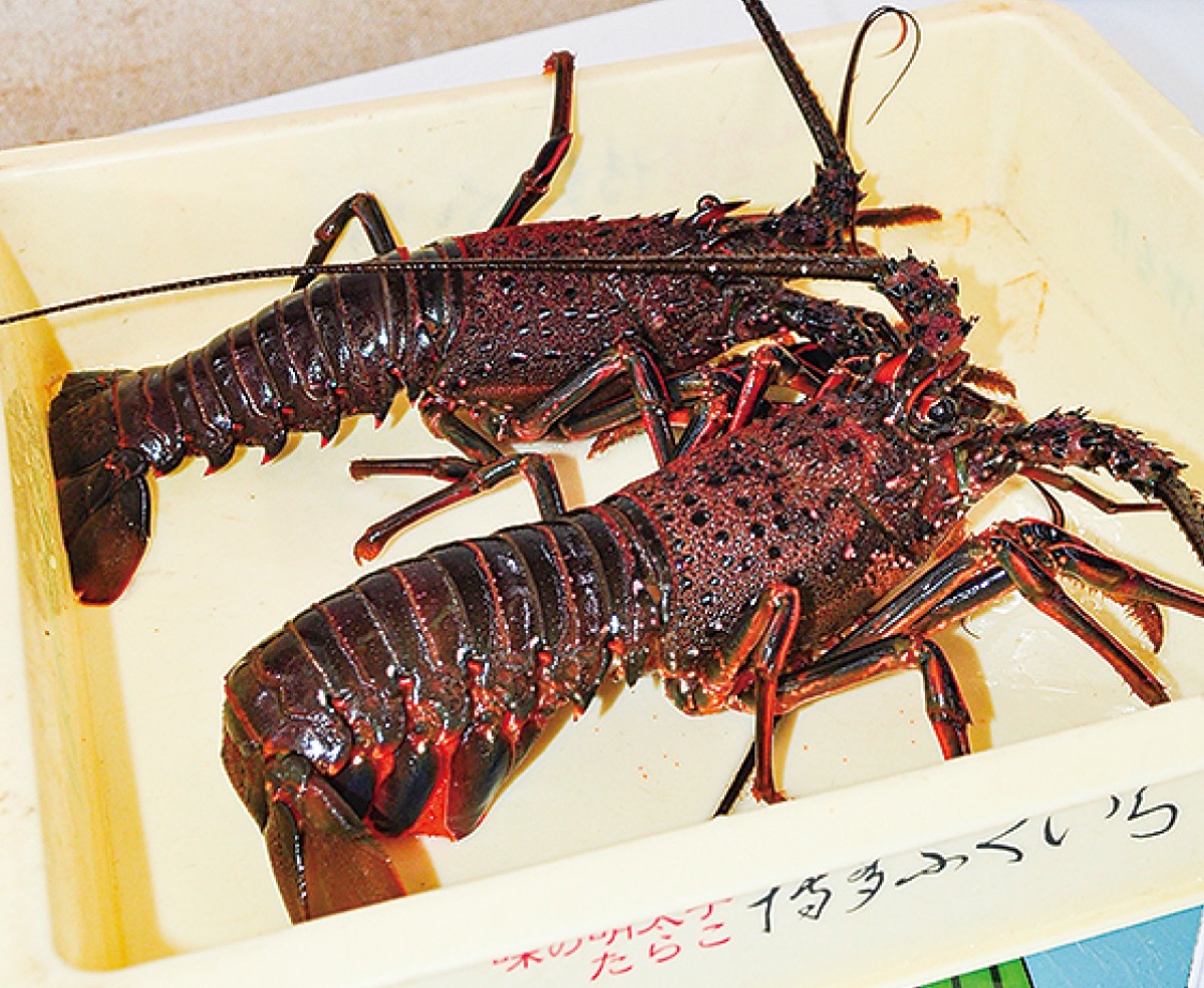 コロナ禍で伊勢エビ漁 茅ヶ崎漁港の沖右ヱ門丸 | 茅ヶ崎 | タウンニュース