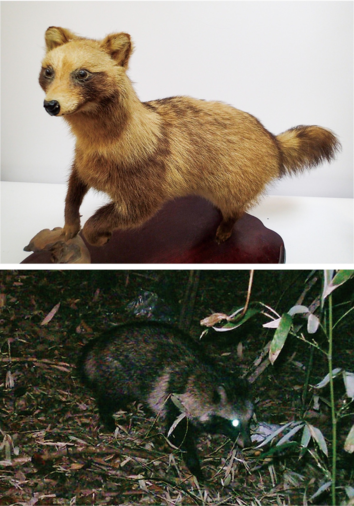 おうちでミュージアム