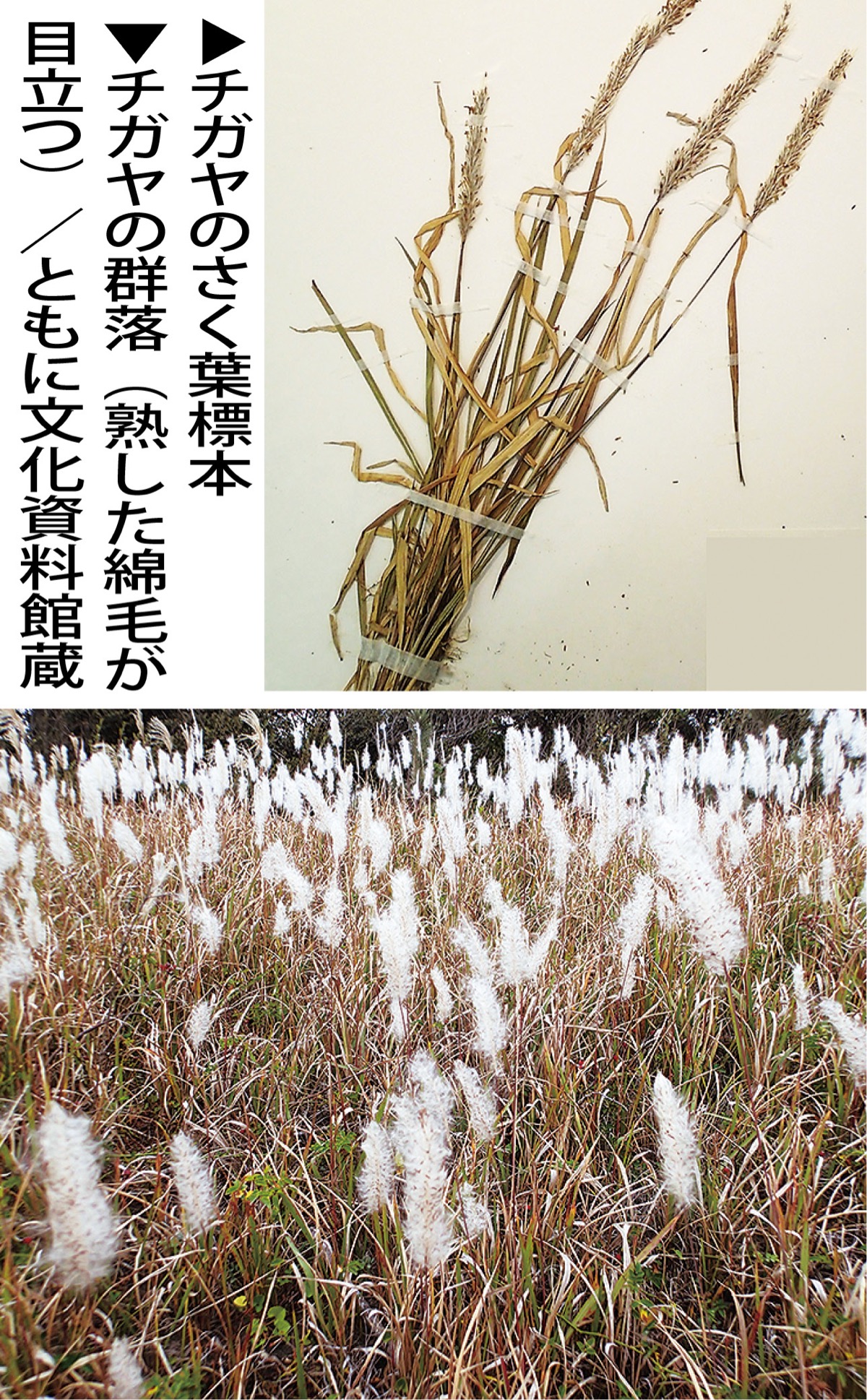 おうちでミュージアム