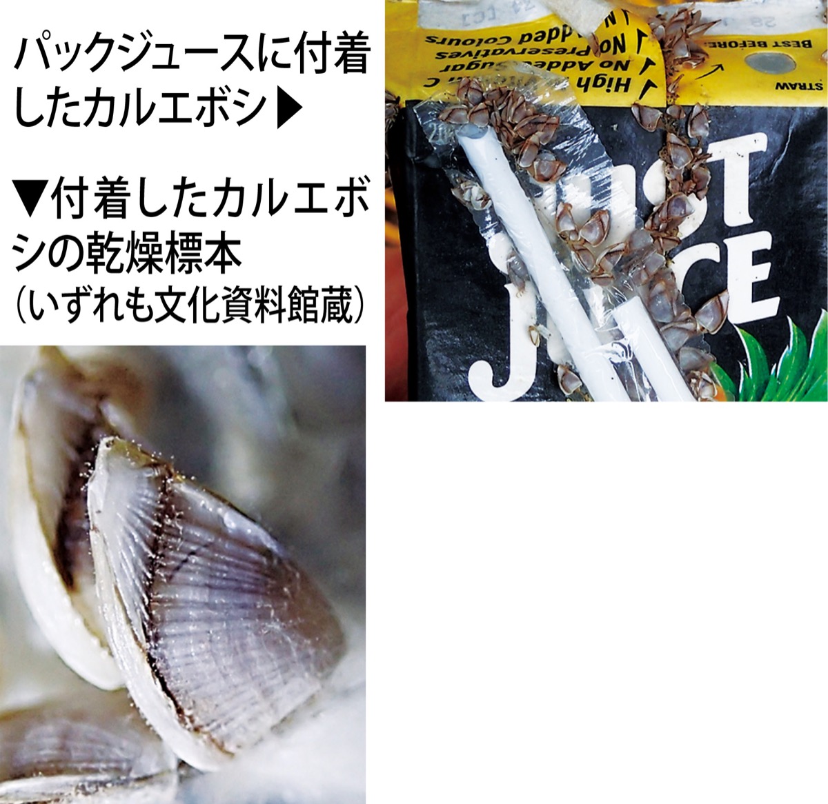 おうちでミュージアム