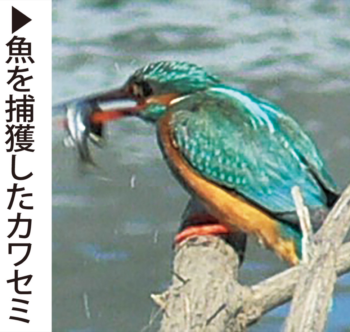 おうちでミュージアム