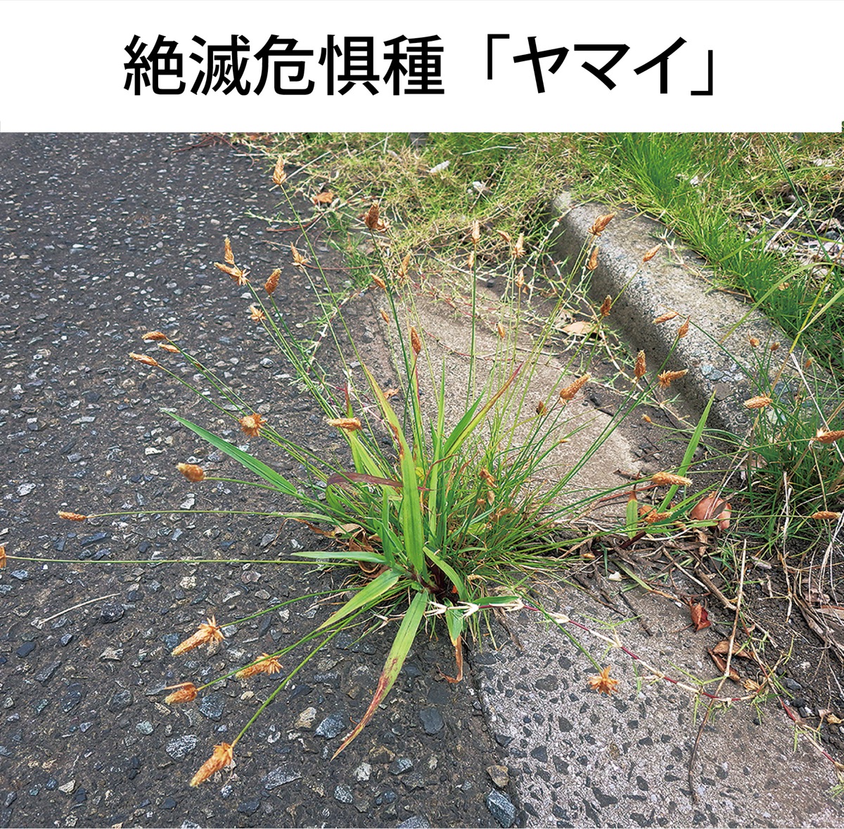 カヤツリグサ科の多年草で高さは60cm以下。日当たりのよい湿地などに生え7〜10月に穂を出す