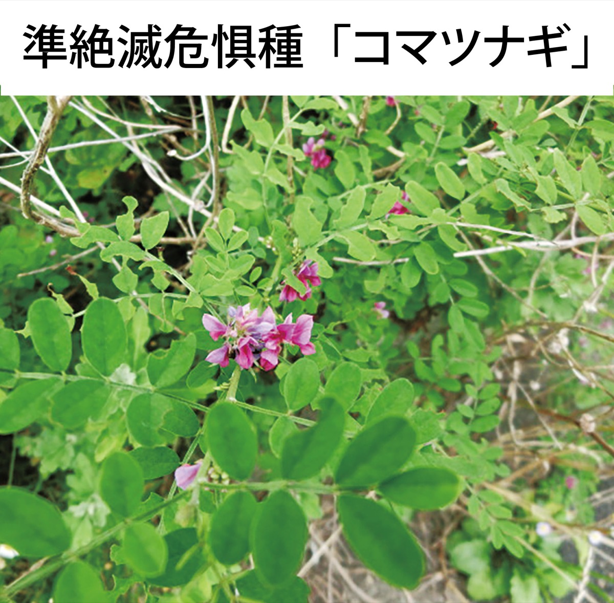 マメ科の落葉小低木で高さは1m以下。7〜8月に紅紫の花を穂状に付ける。