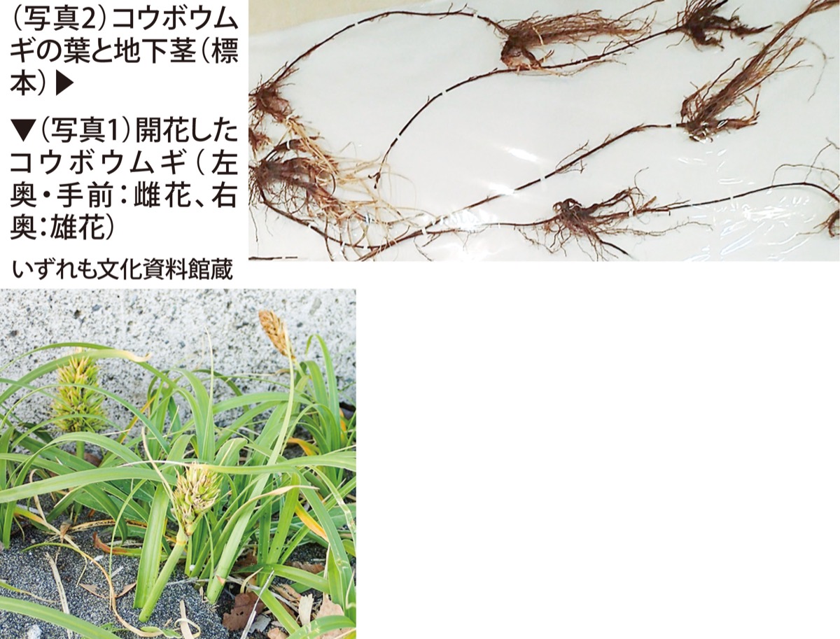 おうちでミュージアム