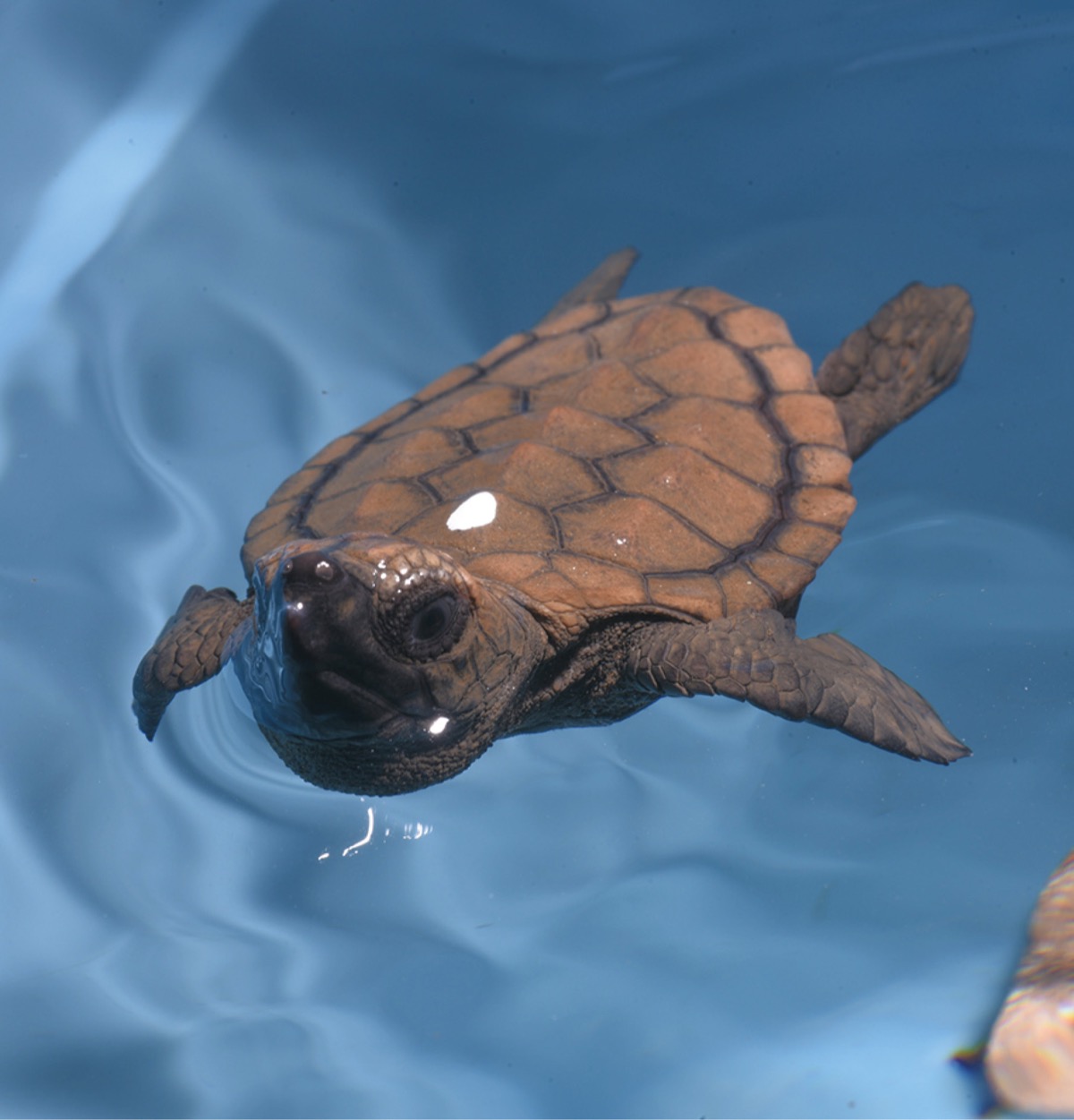 新江ノ島水族館で初 アカウミガメ赤ちゃん誕生 | 茅ヶ崎・寒川