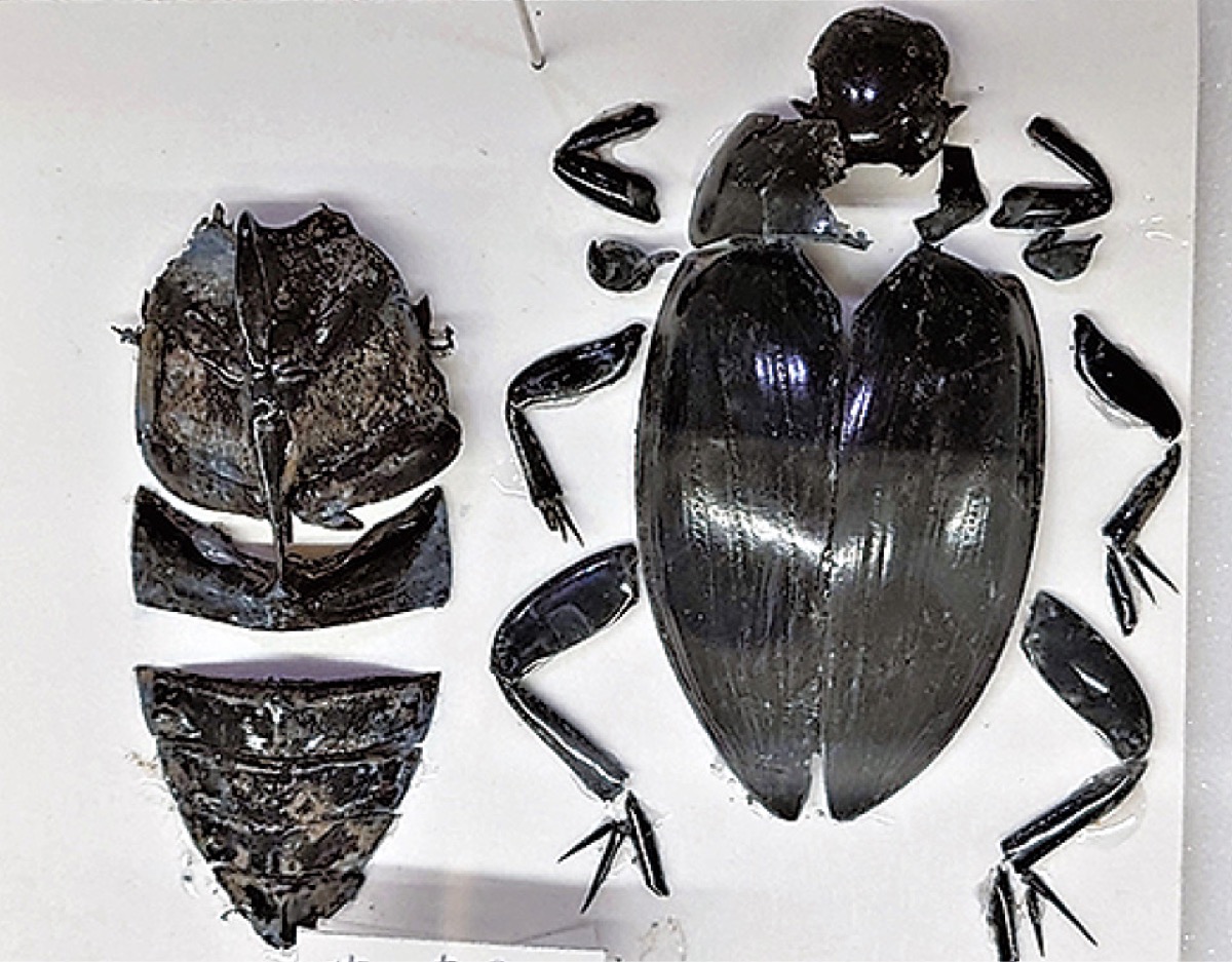 学芸員のイチ推し！