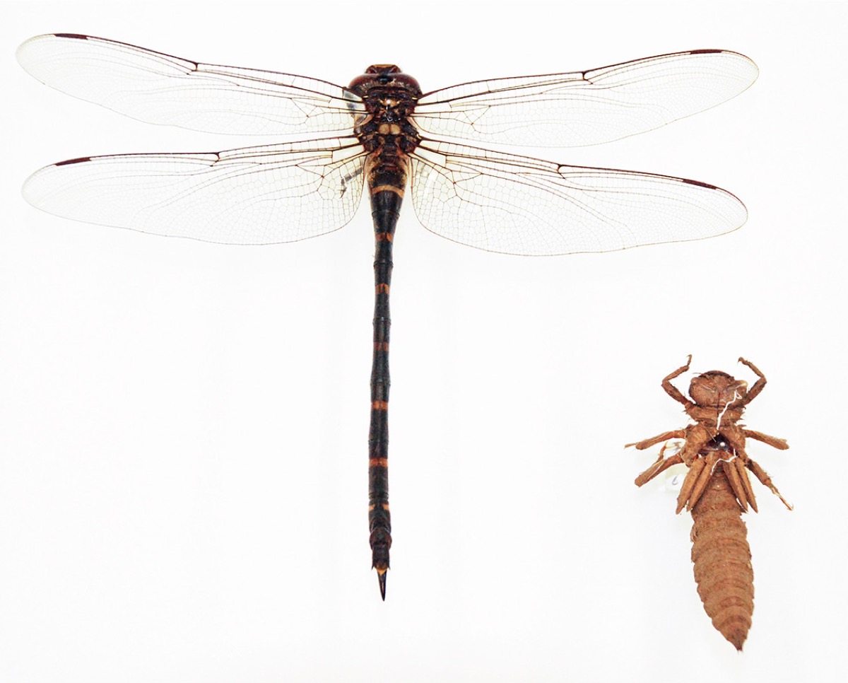 学芸員のイチ推し！