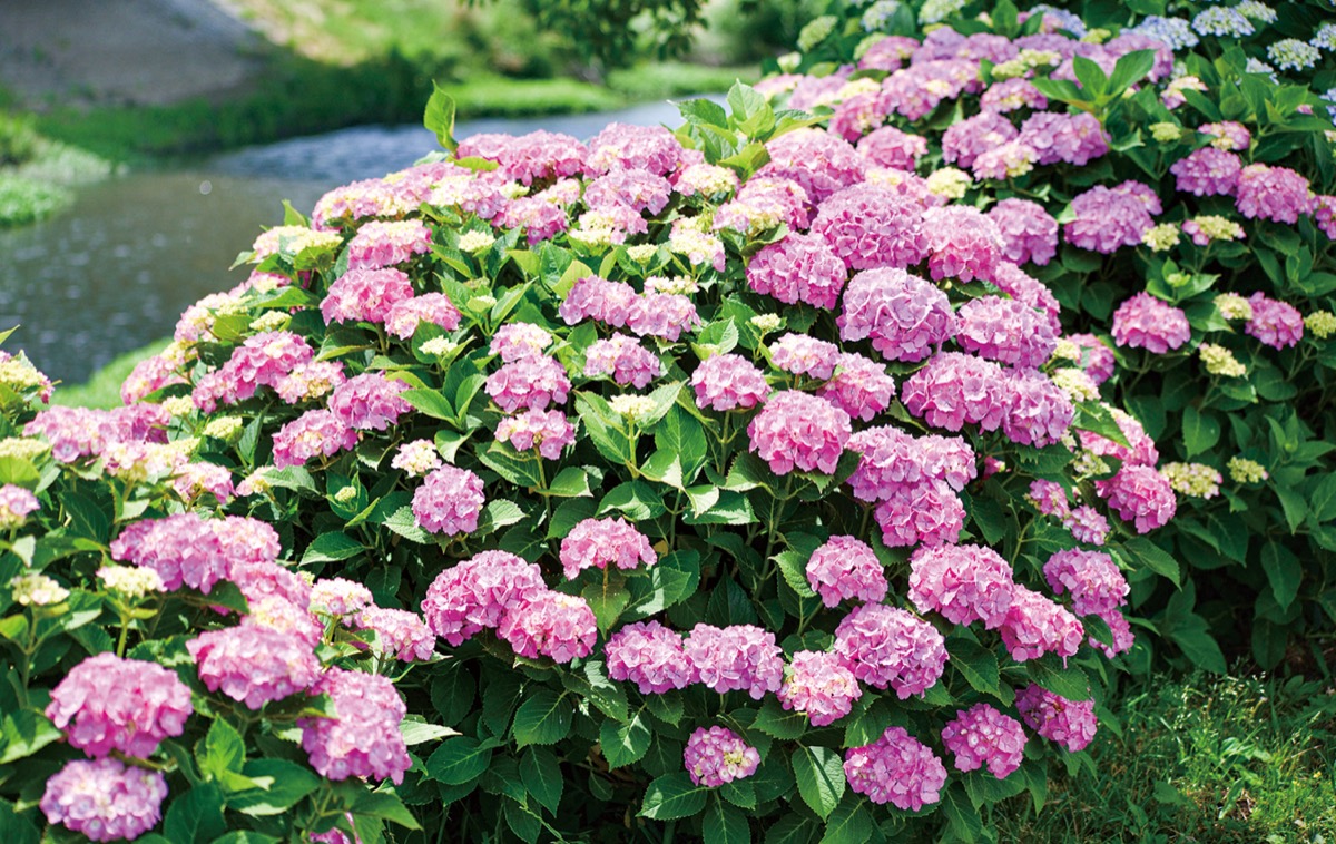 小出川沿い紫陽花見頃 (写真1)