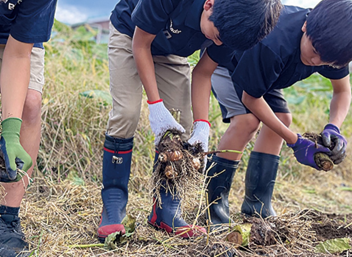 里芋を丁寧に収穫