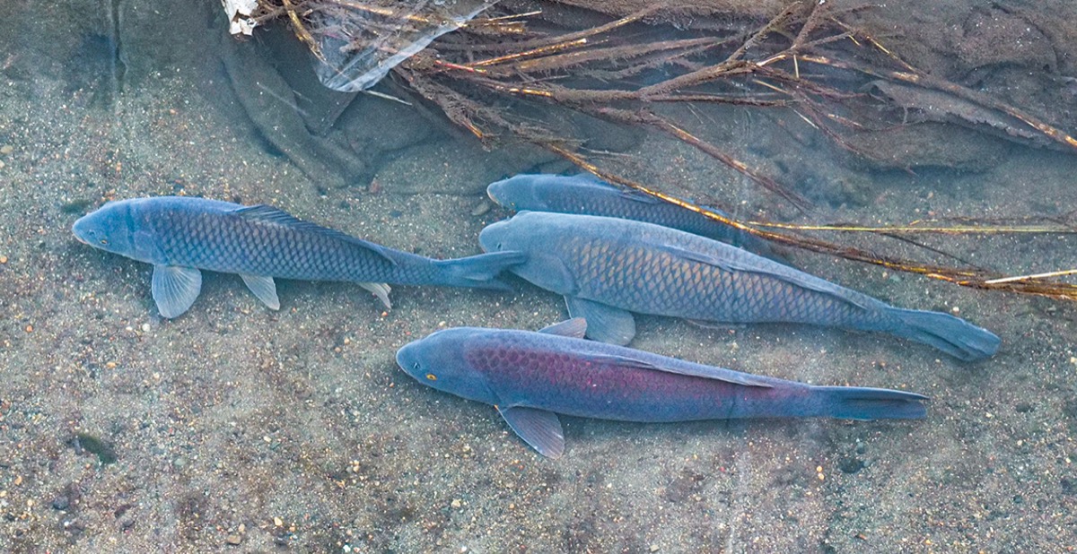学芸員のイチ推し！
