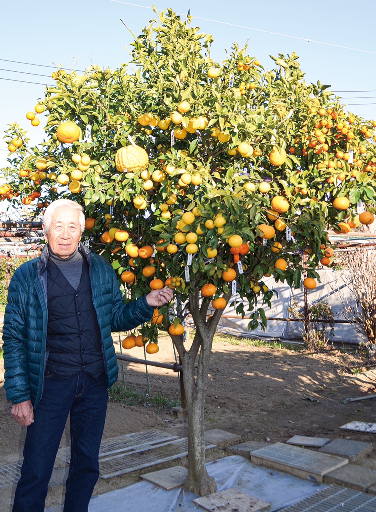 観賞用で植えていたシシユズの木に、これまで約40種を接ぎ木したという石射さん＝１月９日