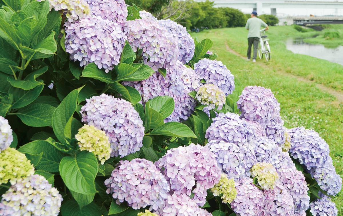 小出川のあじさいが見頃