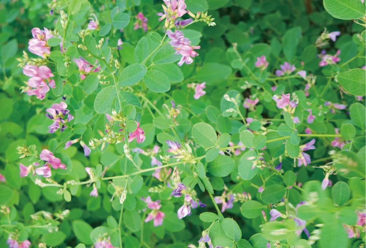 恒例の萩まつり