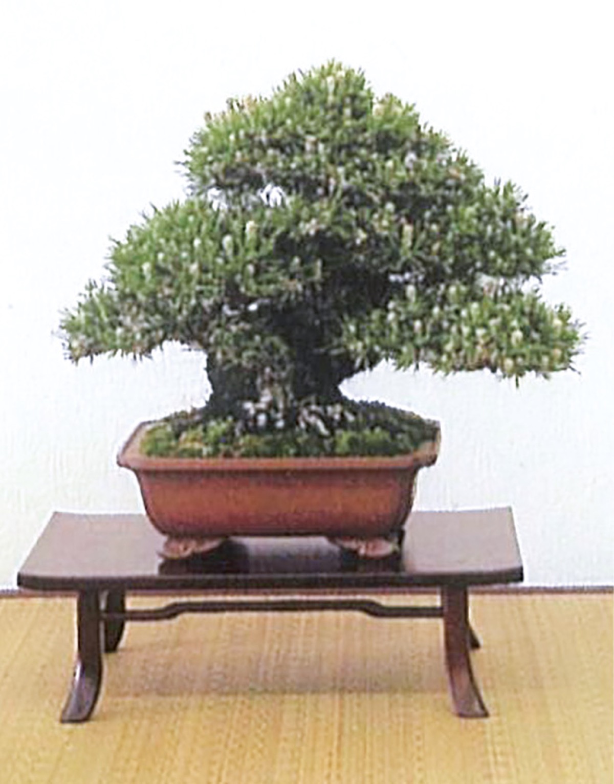 文化会館で盆栽展示会