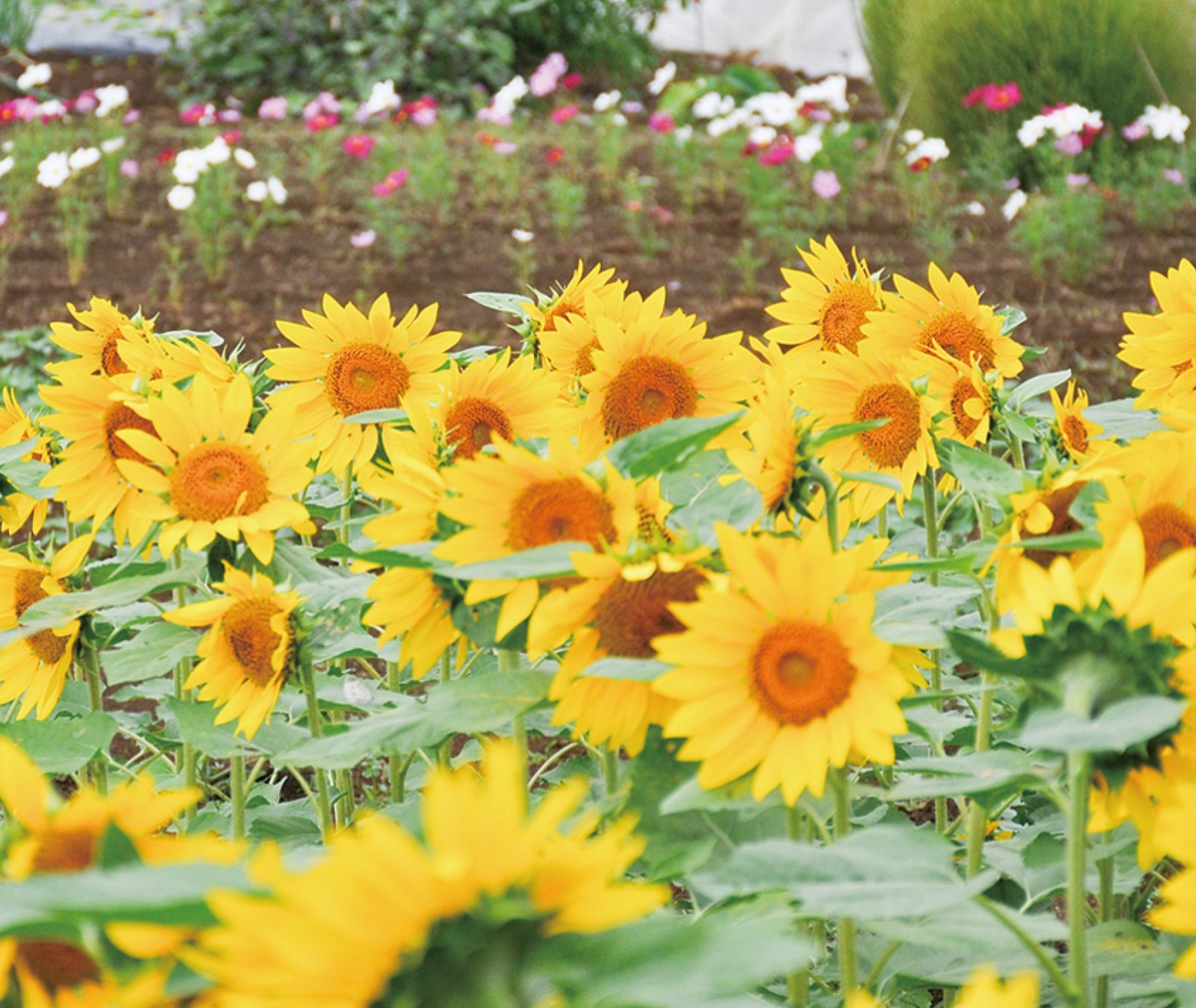 ひまわりとコスモス見頃
