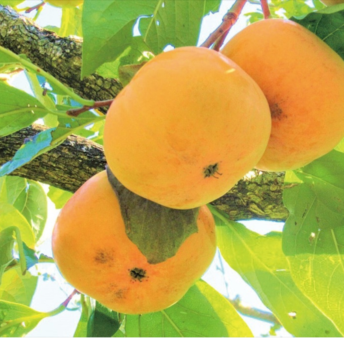 秋のウォーキングツアー