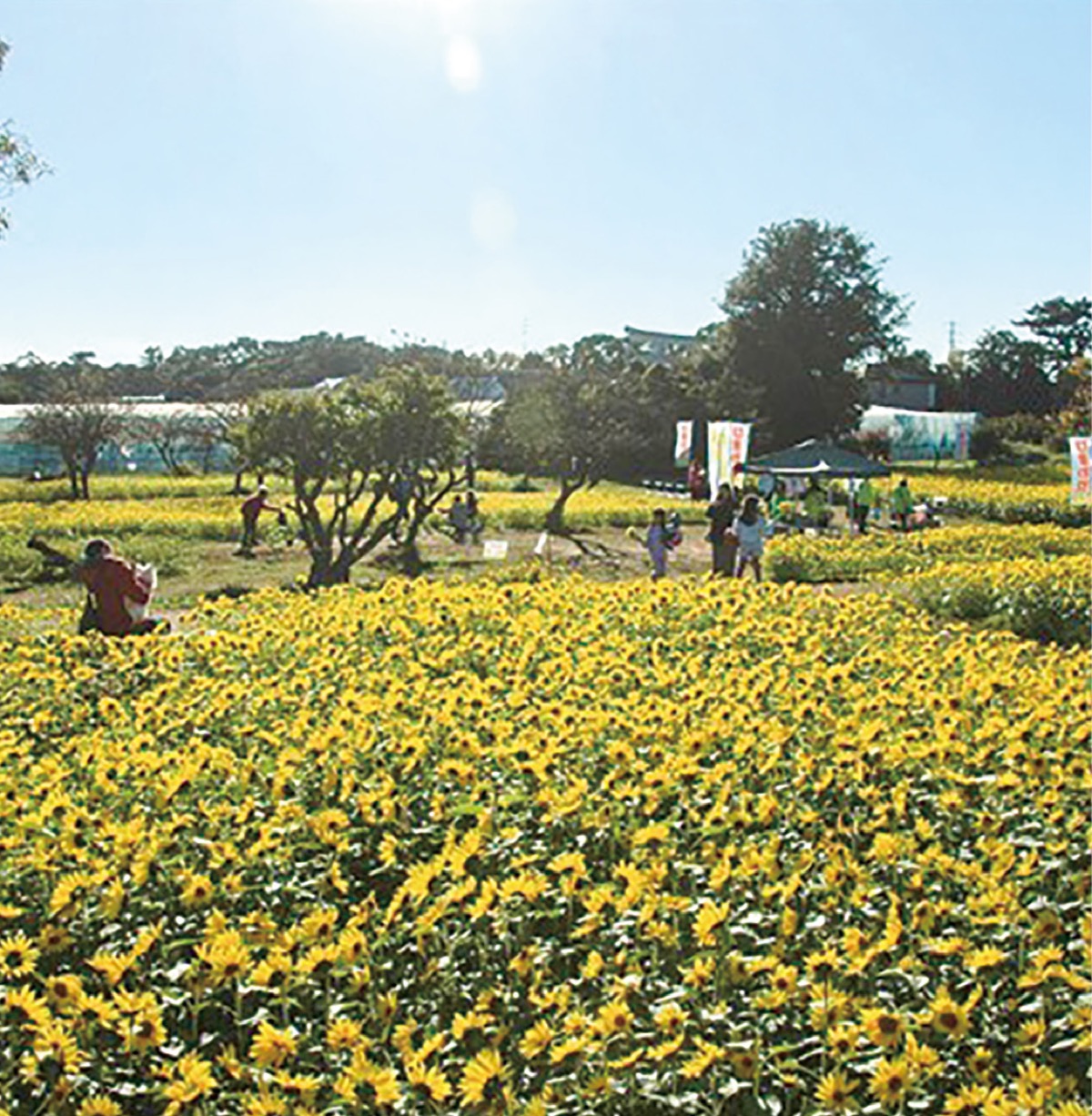 寒川の風物詩冬のひまわり