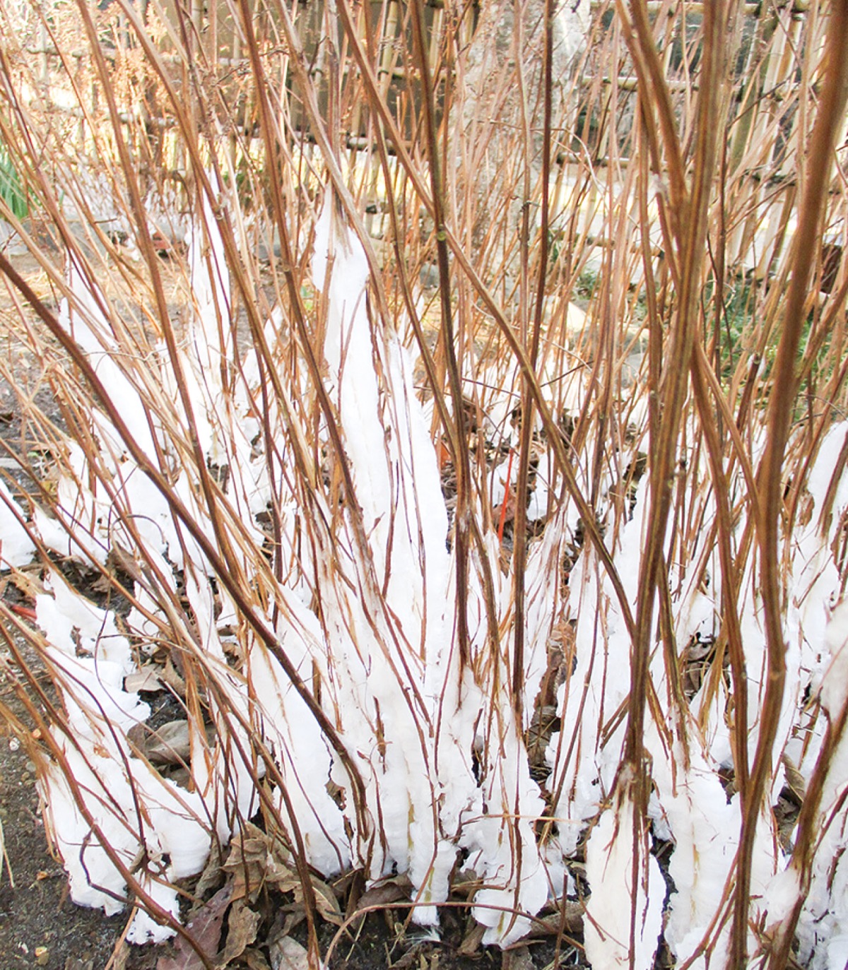 シモバシラに霜柱!?