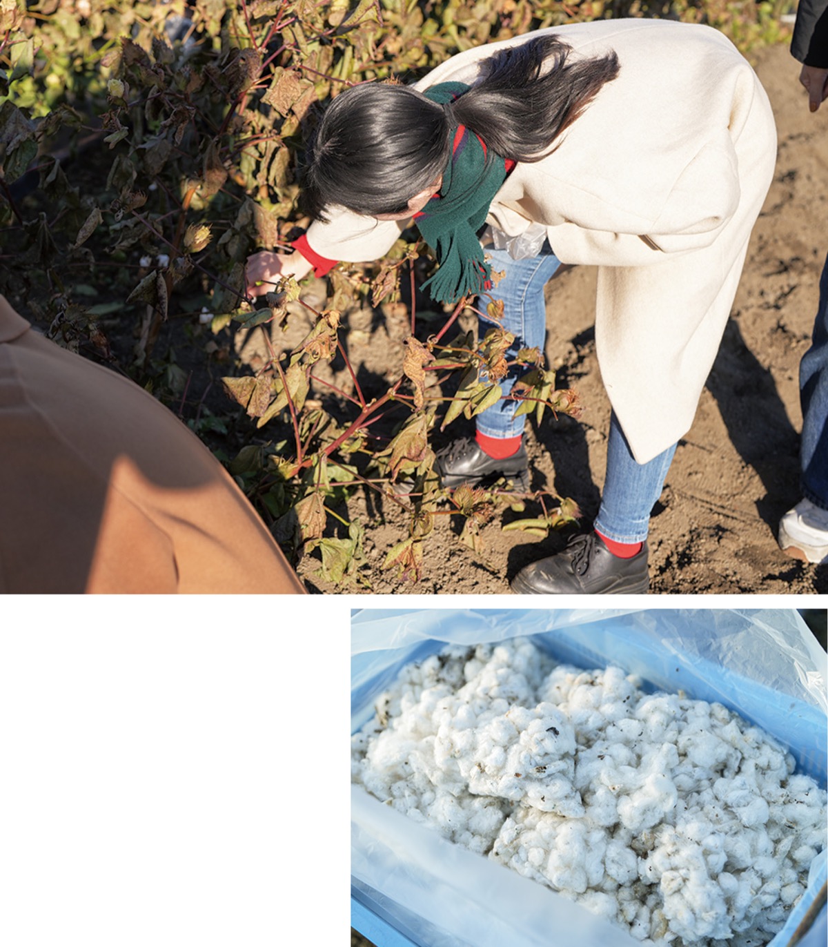 高級コットンを収穫