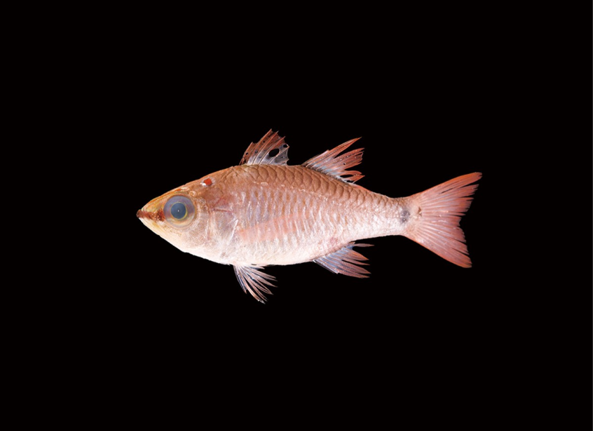 学芸員のイチ推し！