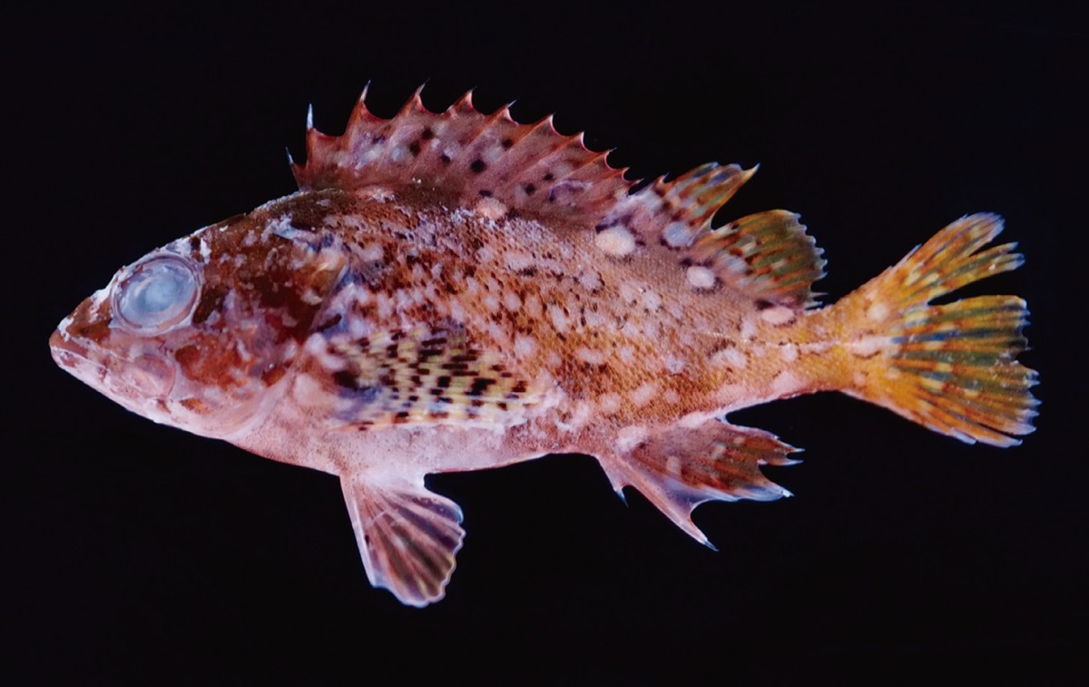 えぼし岩の自然に迫る