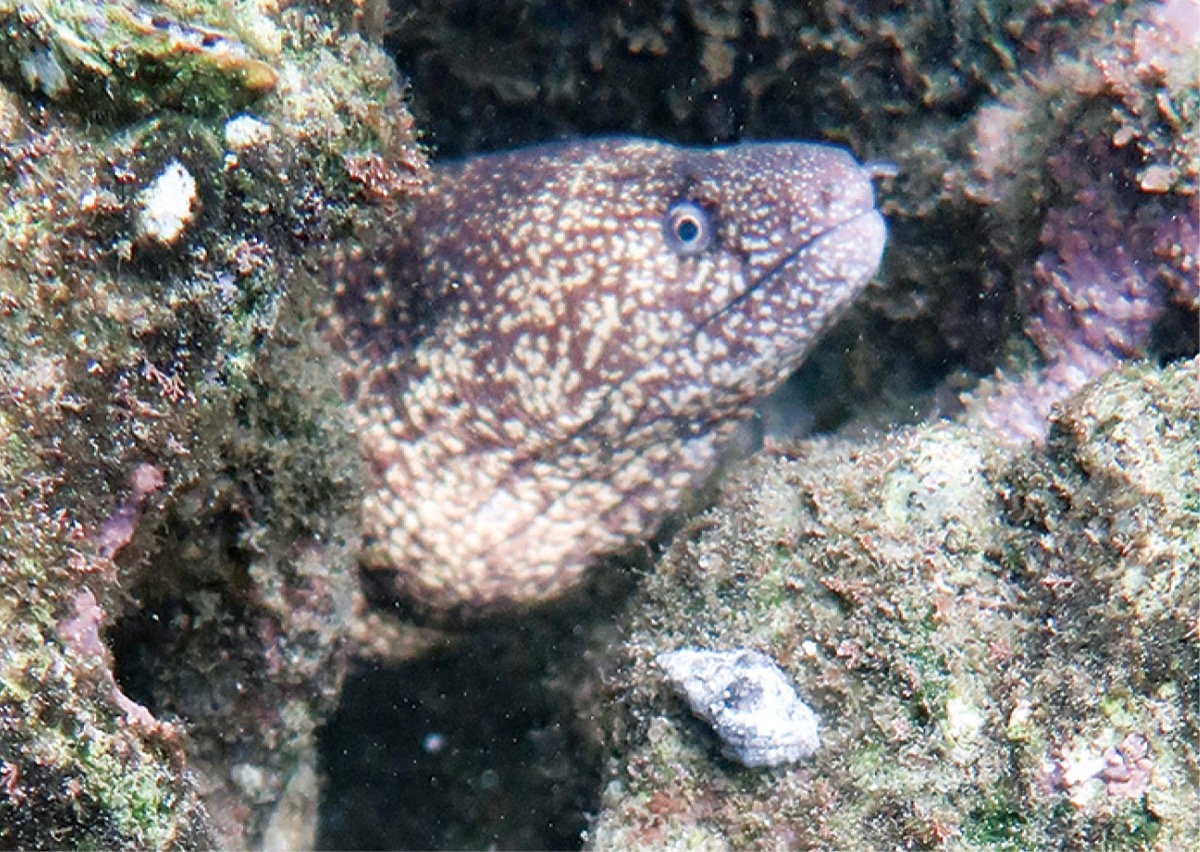 学芸員のイチ推し！