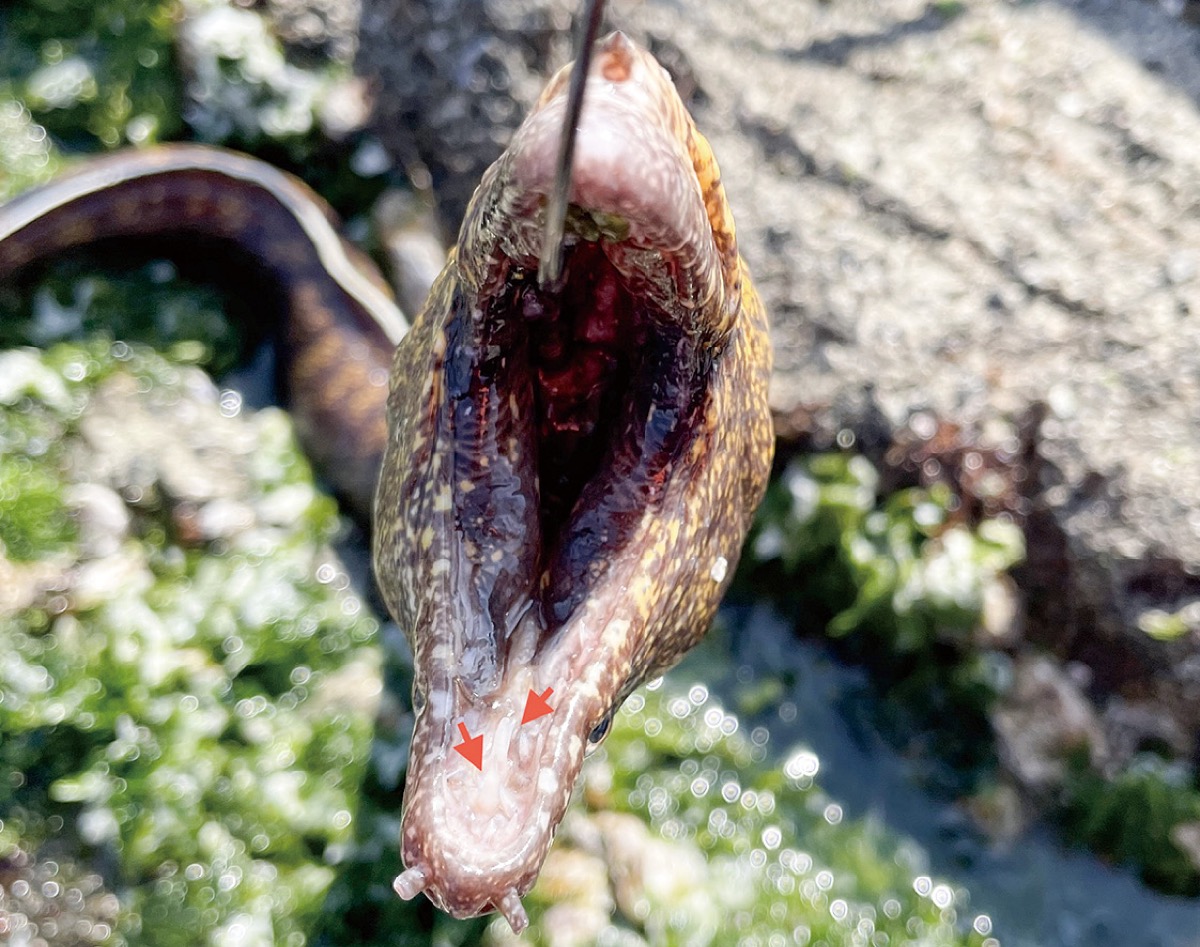 ウツボの口の中