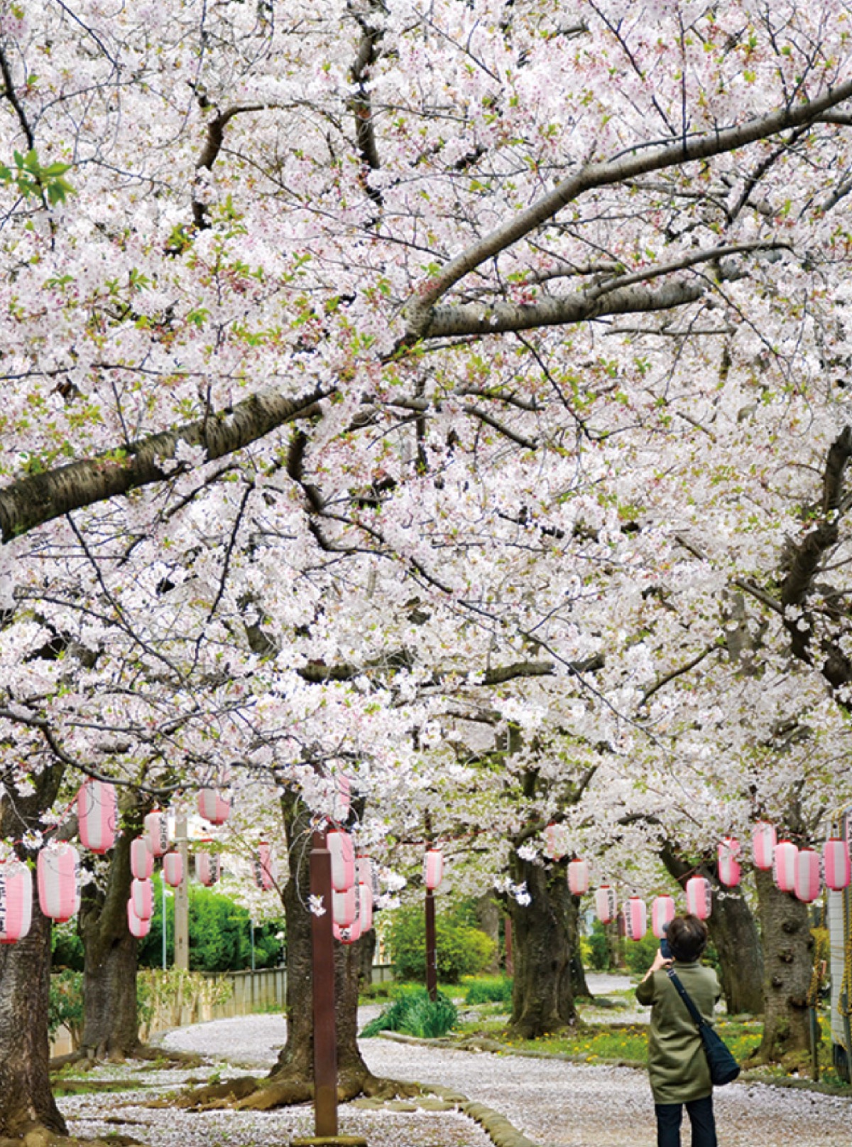 見事な花を咲かせた桜並木