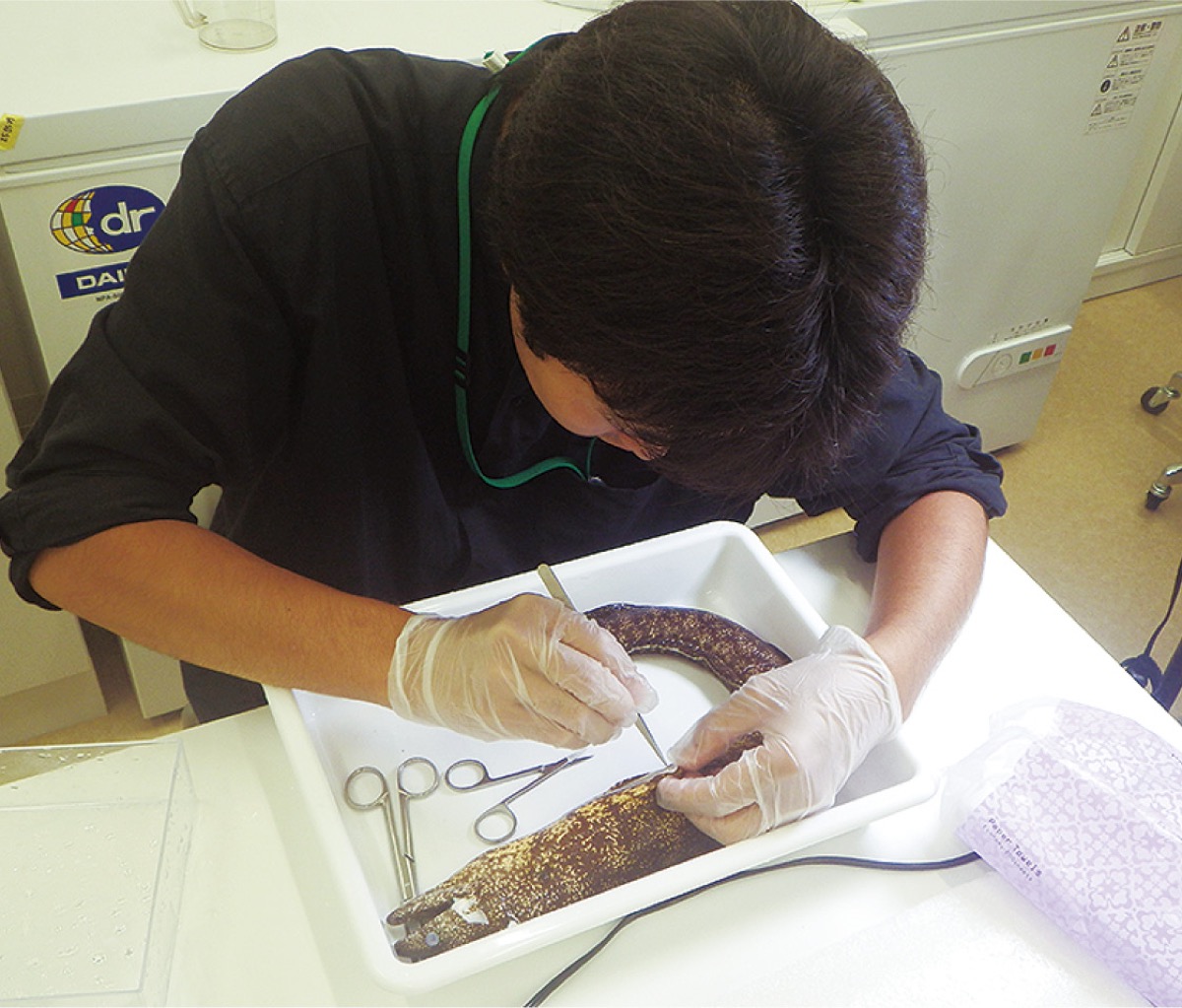 ウツボ標本化の様子