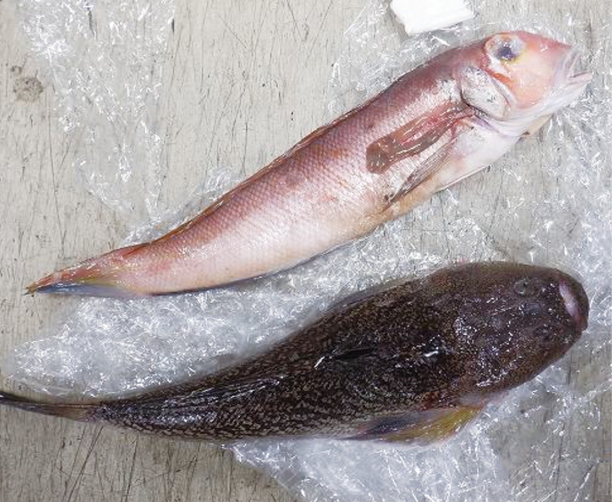 ベルトコンベヤに流れてきた生魚＝提供