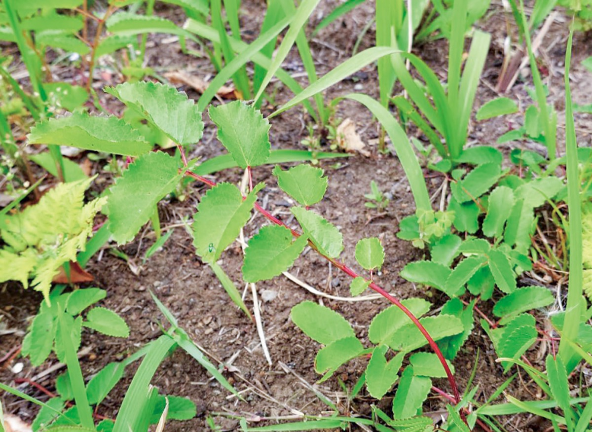 移植されたワレモコウ＝提供