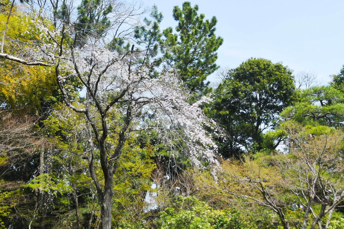 samukawaJinjya_2609_13.jpg