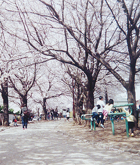 満開の桜並木が続く緑道（写真は昨年）
