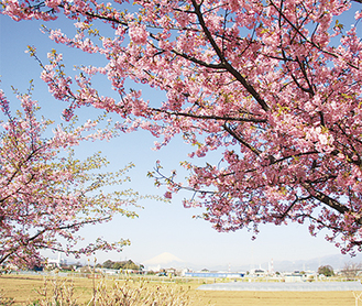 小出川沿いの河津桜（写真は昨年）