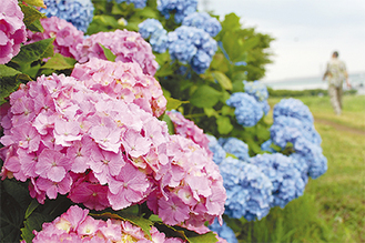 ピンクや青など色とりどりの花が咲く（6月6日撮影）