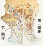 首の後ろから見た深層の筋肉の解剖図